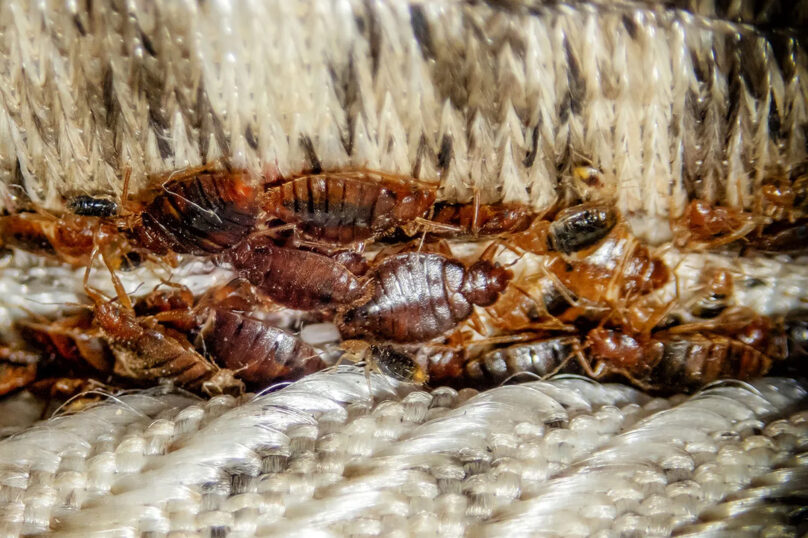 bedbug